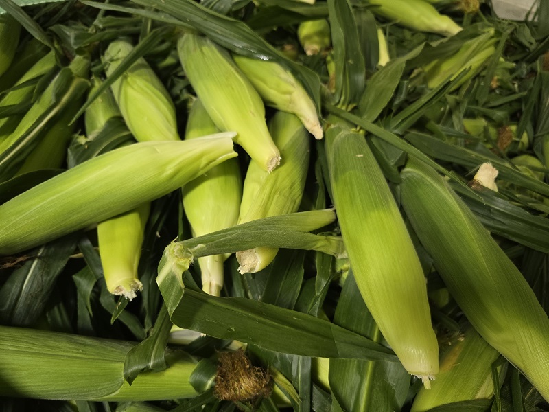 corn